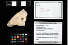 Foto (Objekt + Etikett) von Goniodromites sp.  (NHMW-GEO-2014-0194-0247)